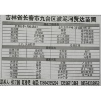 供应抗寒月季苗 月季美植袋苗 长春月季花苗 长春贤达苗圃