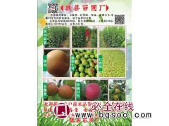 主营秋月梨苗 玉露香梨苗20万株现货供应 河北魏县林业局苗圃图1