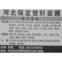 河北苗木网 河北贺轩苗木基地 供应火炬树 速生柳 垂柳绿化树