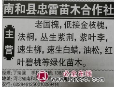河北老国槐基地 河北苗木网 南和县忠雷苗木基地 专供国槐树图1