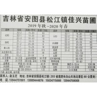 常年供应15-50公分红松苗 吉林苗木网 佳兴苗圃专供红松