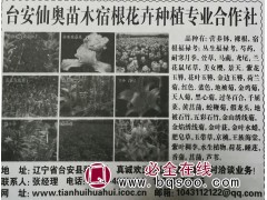 专业供应宿根花卉 东北宿根花卉园 鞍山宿根花卉基地 仙奥苗木图1