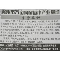 供应各种规格三角枫/五角枫，滁州万亩枫树基地 安徽苗木网