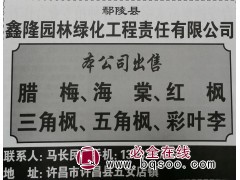 河南苗木网 鑫隆园林专供腊梅 腊梅盆景 腊梅树桩 腊梅苗系列图1