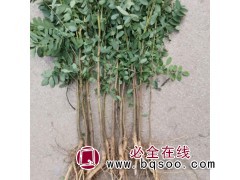 河南紫穗槐苗_郑州紫穗槐苗_民权绿洲苗木基地专供紫穗槐苗图1