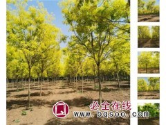 销售绿化金叶槐 园林绿化金叶槐 行道绿化金叶槐 滨海抗盐碱苗图1