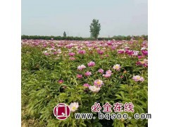 牡丹苗牡丹籽 观赏牡丹苗 牡丹苗批发 牡丹苗 大量供低价牡丹图1