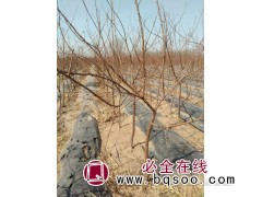 2-5公分的杏树大量供应 昌黎建明苗木基地 杏树小苗 杏树苗图1