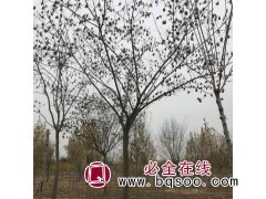 17公分合欢价格 邳州合欢精品苗 江苏文森银杏基地 合欢树图1