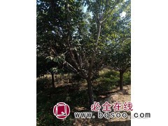 樱花树苗 正宗红叶樱花出售 大量供应3-6公分 滁州家传苗木图1