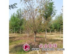 恒春花木基地 樱花规格齐全 浙江嵊州樱花1-20公分现货供应图1