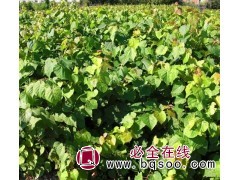 紫椴苗|吉林紫椴苗|吉林紫椴苗电话 四合苗圃紫椴2年苗2万棵图1
