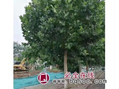 12-25公分两三年帽法桐 法桐基地 济宁老班长种植合作社图1