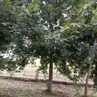 大量供应1-2年五角枫 菏泽五角枫基地 菏泽东方绿化苗木基地