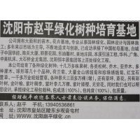 沈阳苗木网 沈阳赵平绿化苗木基地 专供金山绣线菊 珍珠绣线菊