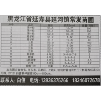 云杉营养杯苗高50-100cm大量供应 常发苗圃基地专供云杉