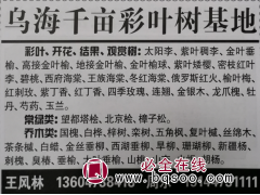 供应太阳李苗 内蒙古苗木网 乌海千亩彩叶树基地专供太阳李苗图1