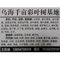 供应太阳李苗 内蒙古苗木网 乌海千亩彩叶树基地专供太阳李苗