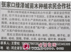 大量供应油松苗 油松钵苗 张家口绿泽城苗木基地 河北油松苗图1