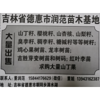 大量出售山丁籽种子 德惠苗木种子销售 润范苗木基地 山丁籽