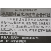 长年出售速生白蜡/原生冠15-28公分 聊城白蜡 源昊园林