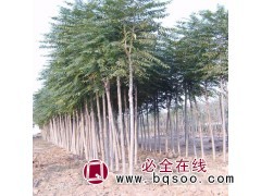 直销大叶千头椿树 行道绿化千头椿基地直供 速生千头椿树批发图1