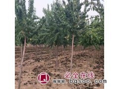 地直销丝棉木 供应丝棉木苗 焦作丝棉木基地 焦作万华春苗木图1
