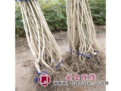 大果山楂苗品种 泰安山楂苗果 山楂苗价格一览 泰安广运园林图1