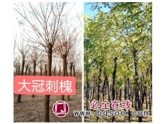 刺槐8-30公分 大量刺槐精品树 山东刺槐基地 惠民诚信苗圃图1