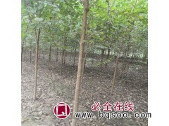 滨州榆树苗 3-12公分榆树苗 山东驰腾苗木 专供榆树绿化苗图1