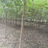 滨州榆树苗 3-12公分榆树苗 山东驰腾苗木 专供榆树绿化苗