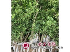 丛生花石榴1-2冠幅分支4分支 河南产地价格报价 飞扬花木图1