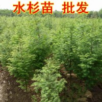 基地直销两年生水杉苗,水杉工程苗,水杉占地用苗 湖南水杉苗