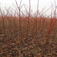 北美红枫专业基地直销 沈阳美国红枫苗 东北红枫苗批发基地