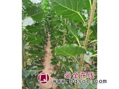 毛白杨 107杨 聊城毛白杨小苗供应 永利苗木合作社毛白杨图1