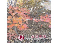 工程绿化苗黄栌 黄栌苗木 红栌苗木基地 菏泽洪文花木合作社图1