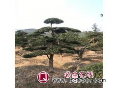罗汉松图1