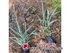 芦苇苗图1