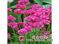 精品海石竹出售 凯盛花卉 海石竹营养钵苗 专业种植基地 石竹图1