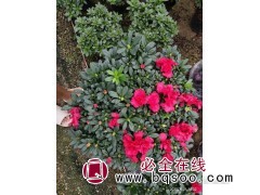 杜鹃花盆栽图1