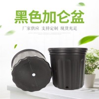 塑料黑色加仑盆 河北加仑盆厂家 专供加仑盆 大森育苗容器制品