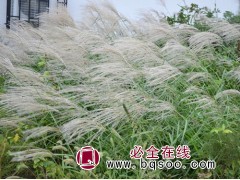 芒草小苗图1