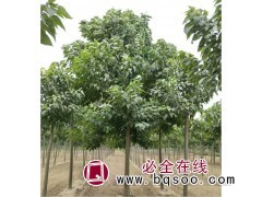 储备林建设用苗1-30公分楸树 现货楸树供应 向杰农业楸树图1
