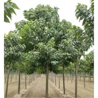 储备林建设用苗1-30公分楸树 现货楸树供应 向杰农业楸树