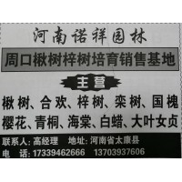 河南楸树网 太康苗木基地 专供金丝楸树 楸树基地 楸树精品苗