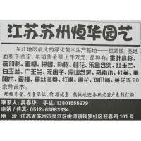 江苏苗木网 恒华园艺专供榉树 精品榉树 园林工程榉树苗 榉树