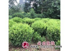 小叶黄杨球 喜温暖湿润气候 盛兴苗木专业出售小叶黄杨球 黄杨图1