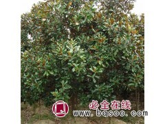 广玉兰价格 15公分广玉兰树的价格 大量供应广玉兰 永丽苗木图1