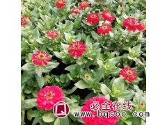 观赏花卉百日草 百日草种植基地 百日草工程苗 天艺良友花卉图1
