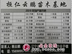 银中杨胸径2-3公分 辽宁苗木网 辽宁银中杨基地 云鹏苗木图1